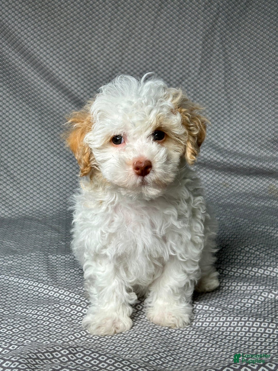 Havapoo dogs for sale: Chase - Image 4