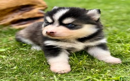 Pomsky dogs for sale: Iris - Image 9