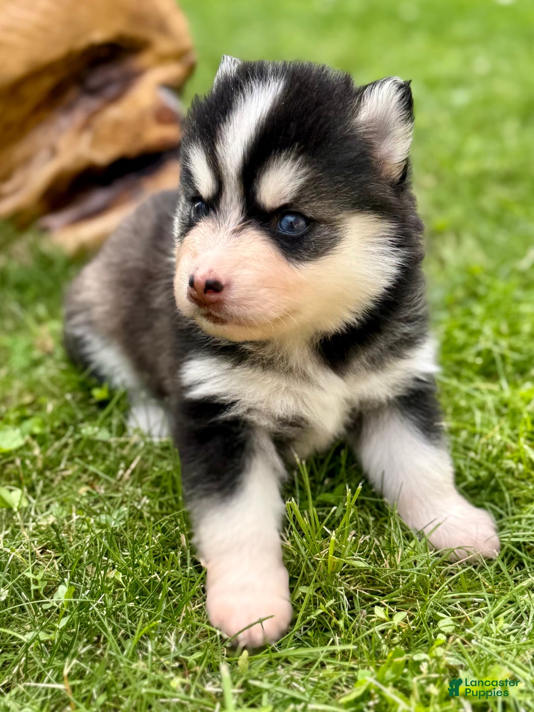 Pomsky dogs for sale: Iris - Image 9