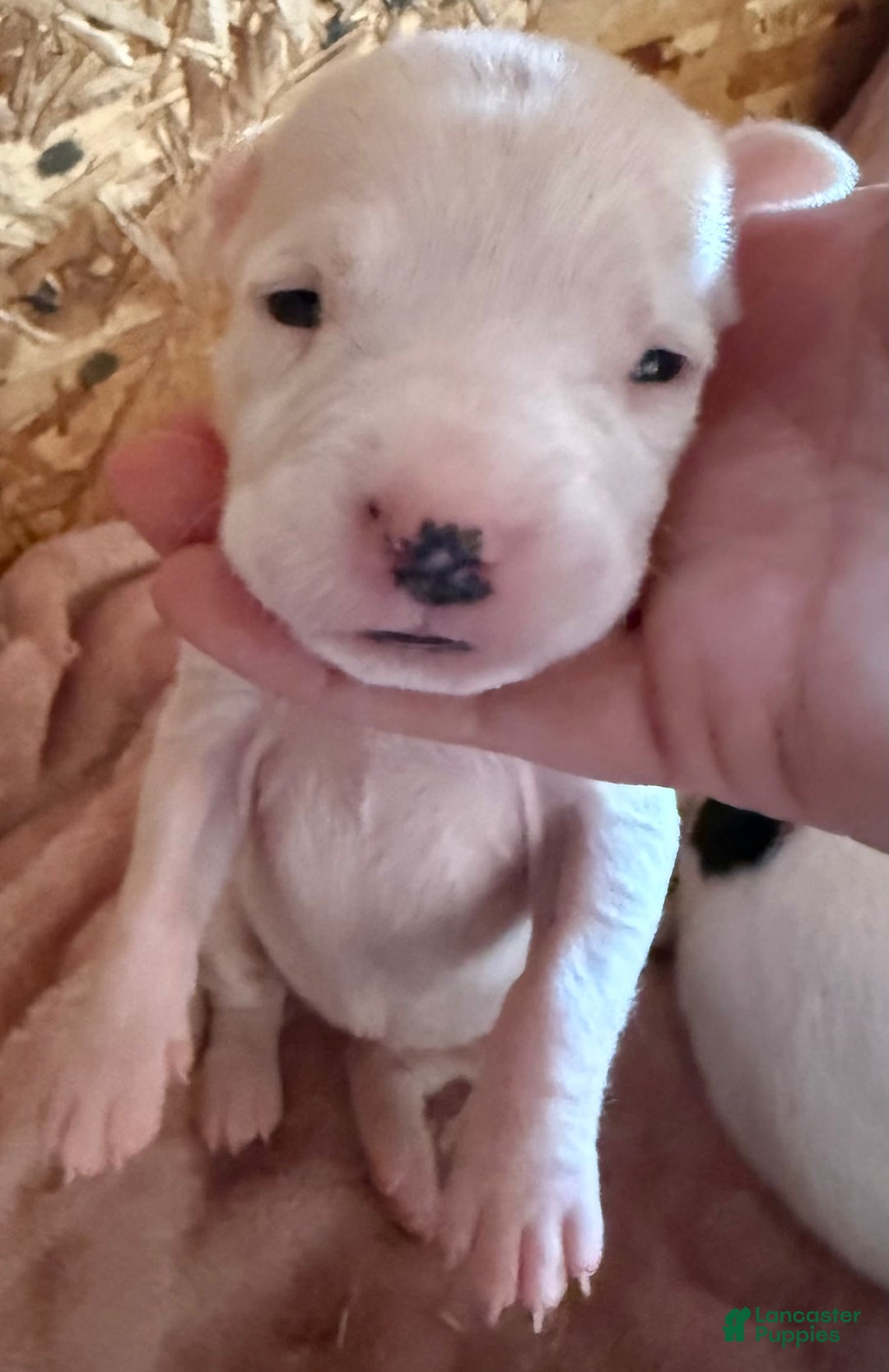 Dogo Argentino dogs for sale: F1 - Image 2