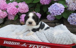 Cocker Spaniel dogs for sale: Max - Image 2