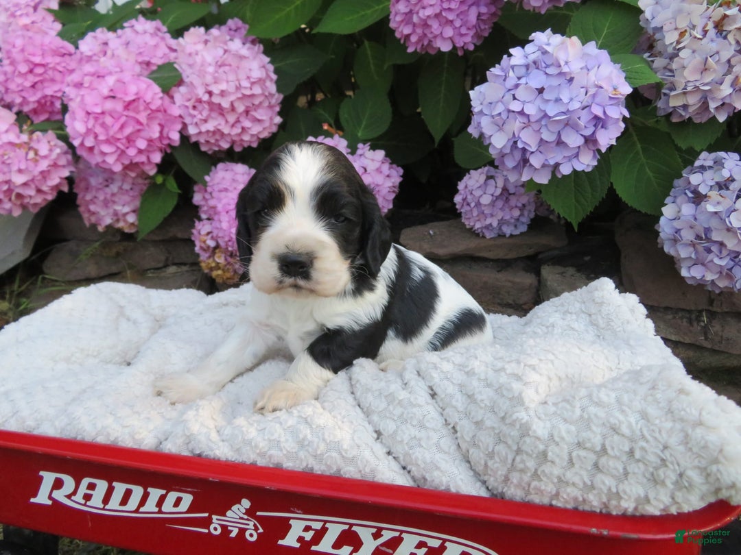 Cocker Spaniel dogs for sale: Max - Image 2