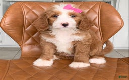 Bernedoodle dogs for sale: Ginger - Image 3