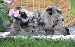 Yorkiepoo dogs for sale: Prissie - Image 3