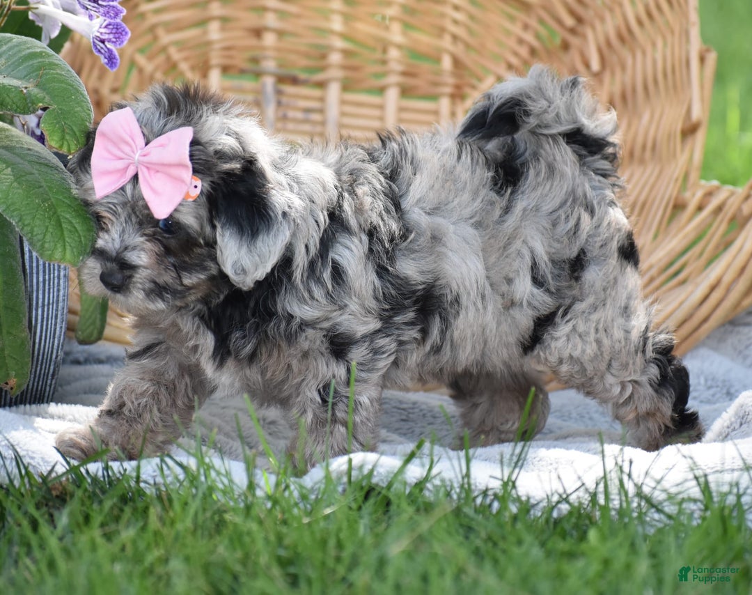 Yorkiepoo dogs for sale: Prissie - Image 3