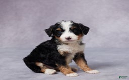 Mini Bernedoodle dogs for sale: Andy - Image 1