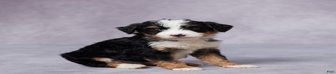 Andy