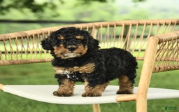 Mini Bernedoodle dogs for sale: Handsome - Image 4