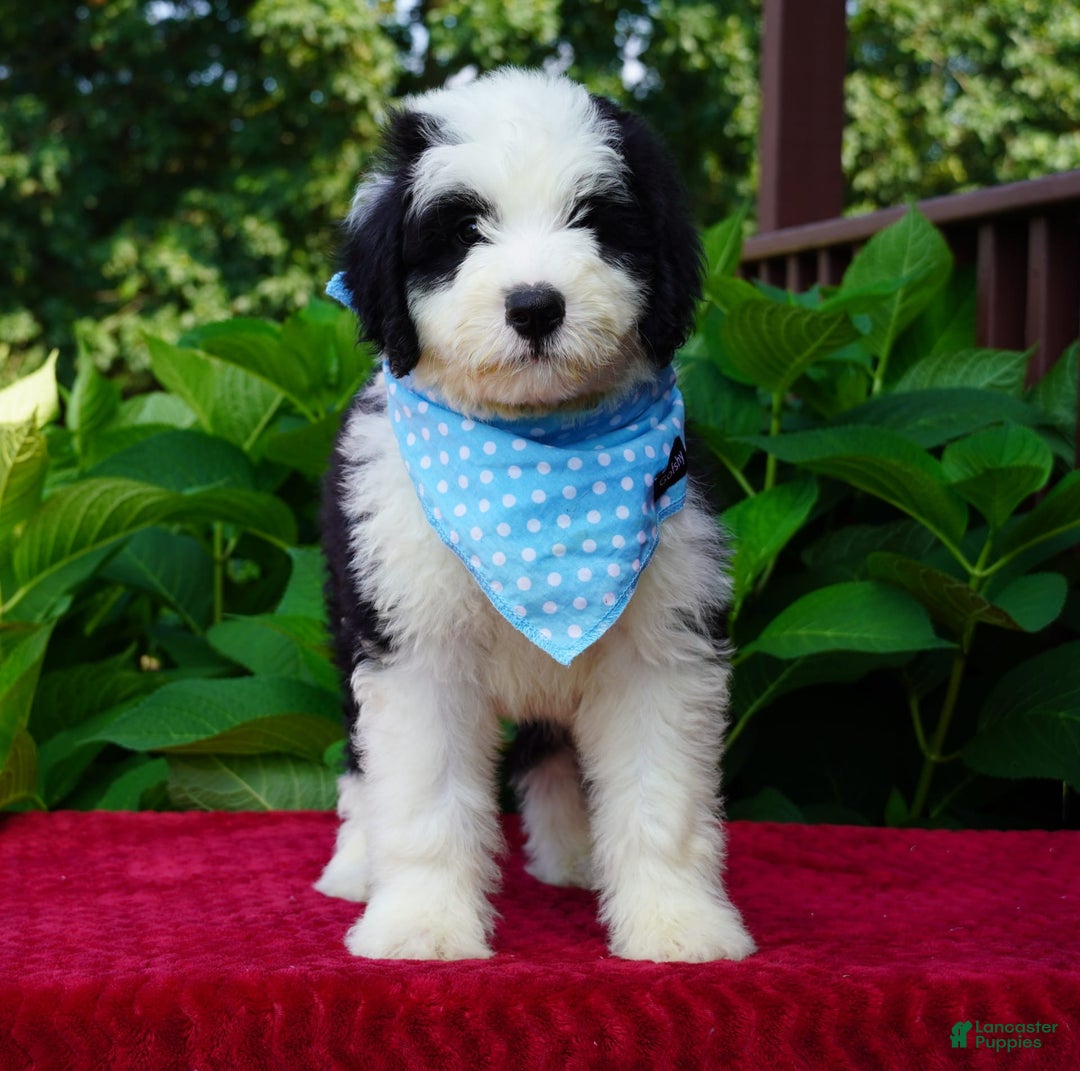 Sheepadoodle dogs for sale: Oreo - Image 6