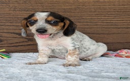 Beagle dogs for sale: Lexi - Image 2