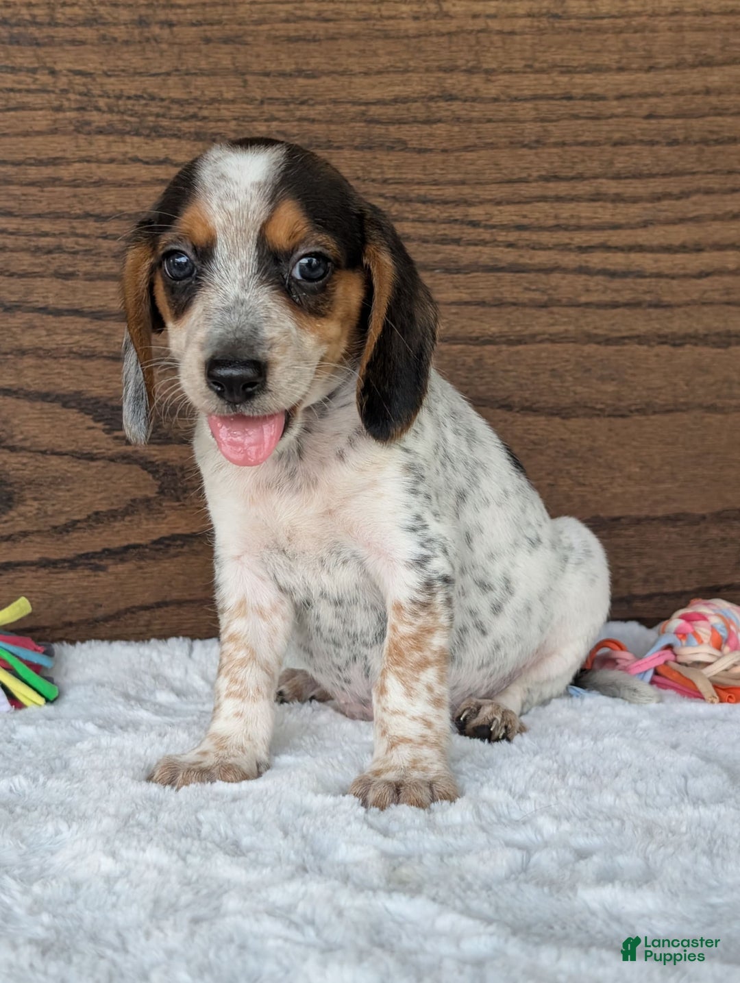 Beagle dogs for sale: Lexi - Image 2