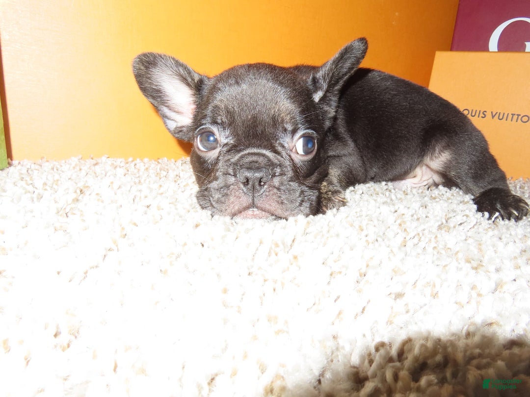 French Bulldog dogs for sale: Neptune - Image 2