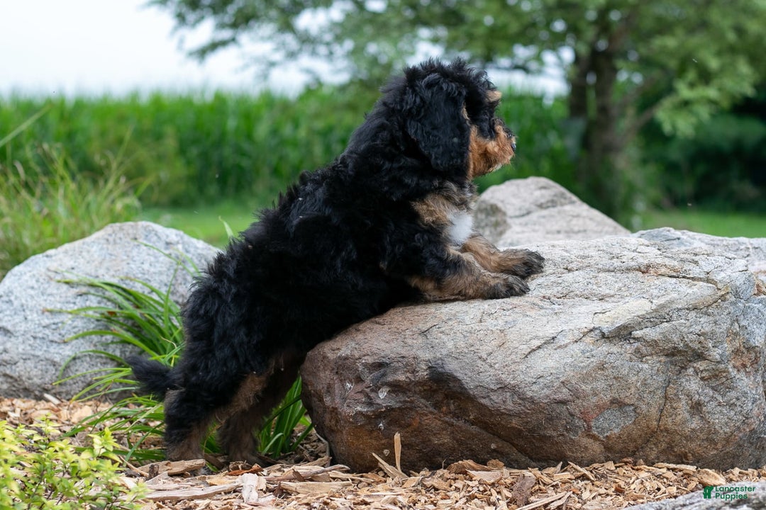 Bernedoodle dogs for sale: Paprika - Image 9