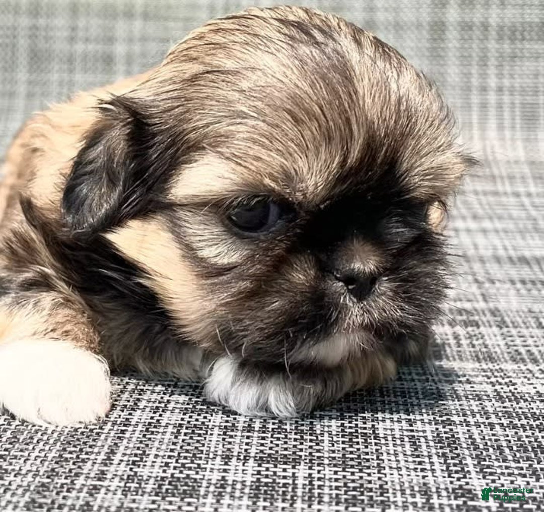 Shih Tzu dogs for sale: Minnie - Image 2