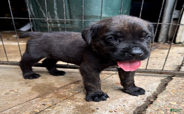 Cane Corso dogs - Advert 19