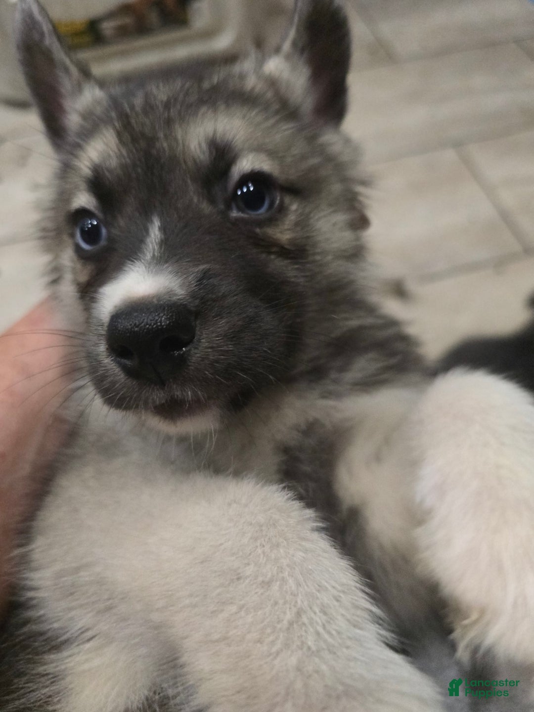 Gerberian Shepsky dogs for sale: Korra - Image 6