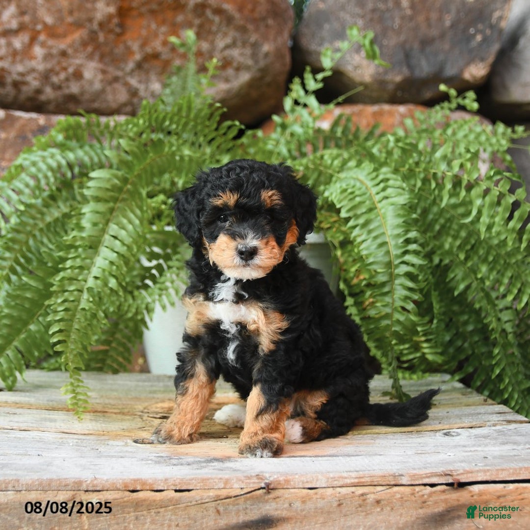 Miniature Poodle dogs for sale: Ivory - Image 2