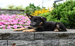 German Shepherd dogs for sale: Scarlet - Image 5