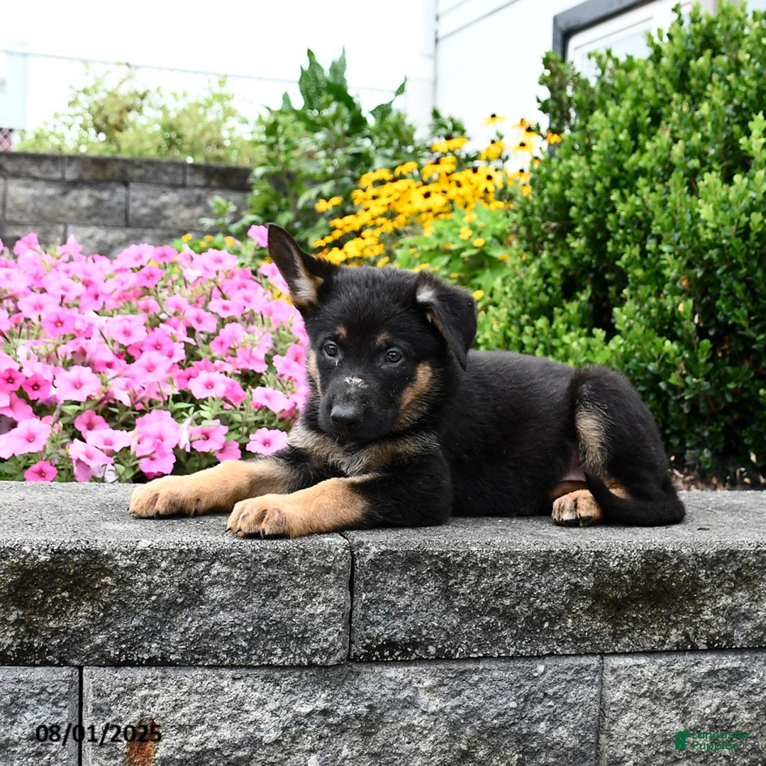 German Shepherd dogs for sale: Scarlet - Image 5