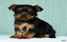 Yorkshire Terrier dogs for sale: Andy - Image 9