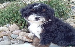 Mini Bernedoodle dogs for sale: Rambo - Image 12