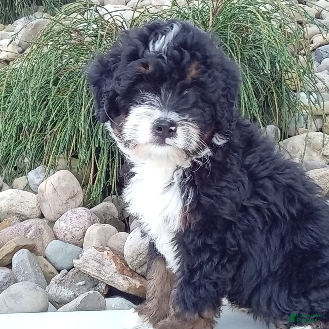 Mini Bernedoodle dogs for sale: Rambo - Image 12