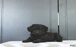 Miniature Poodle dogs for sale: Tia Extra Small - Image 6