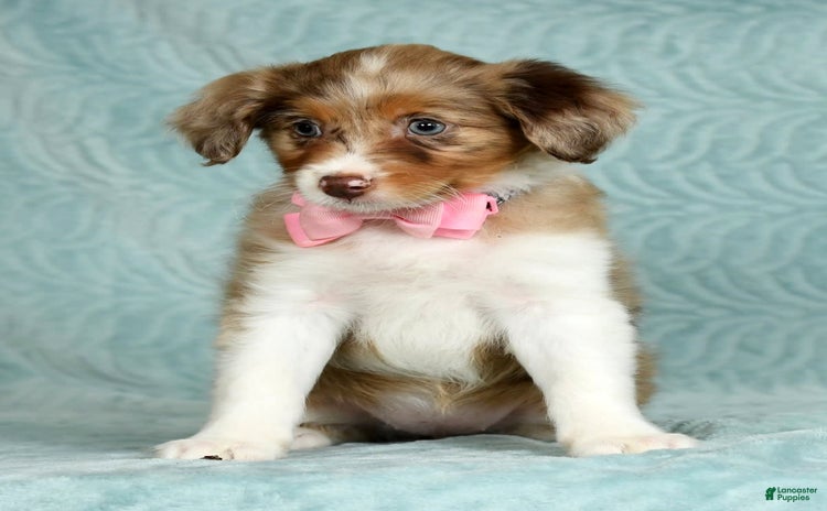 Aussiedoodle dogs - Advert 5