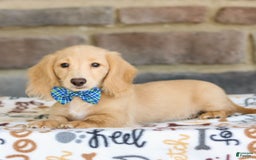 Miniature Dachshund dogs for sale: Parker - Image 8