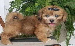 Shihpoo dogs for sale: Isabella - Image 3