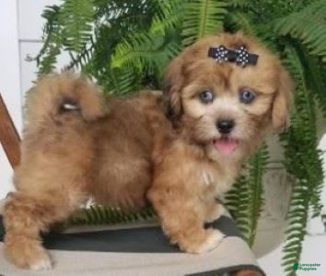 Shihpoo dogs for sale: Isabella - Image 3