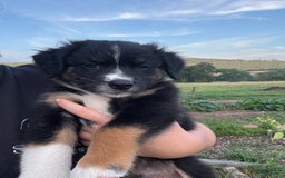 Australian Shepherd dogs for sale: Male 3 - Image 1