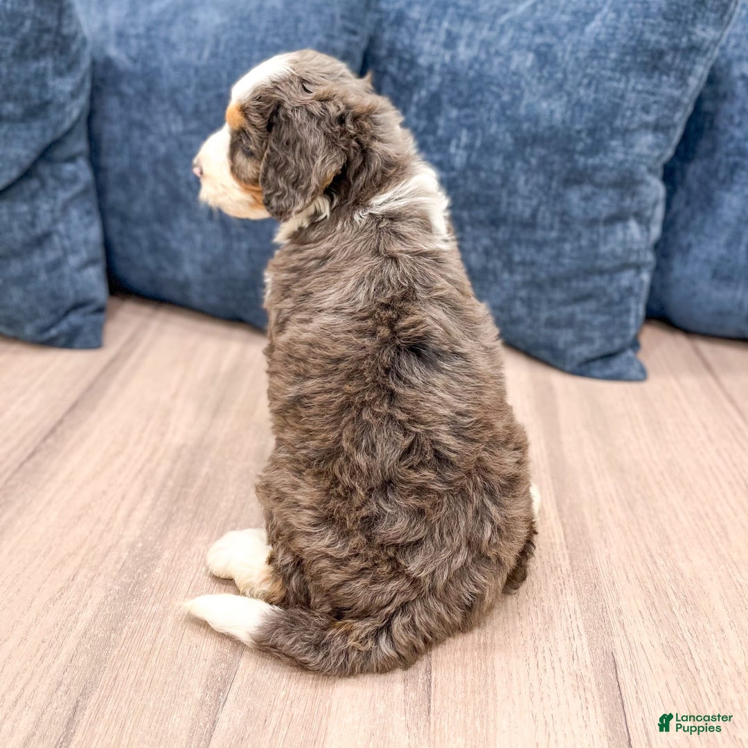 Mini Bernedoodle dogs for sale: Luna - Image 6