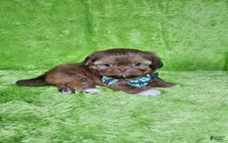 Shih Tzu dogs for sale: Bear - Image 5