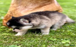 Pomsky dogs for sale: Selene - Image 1