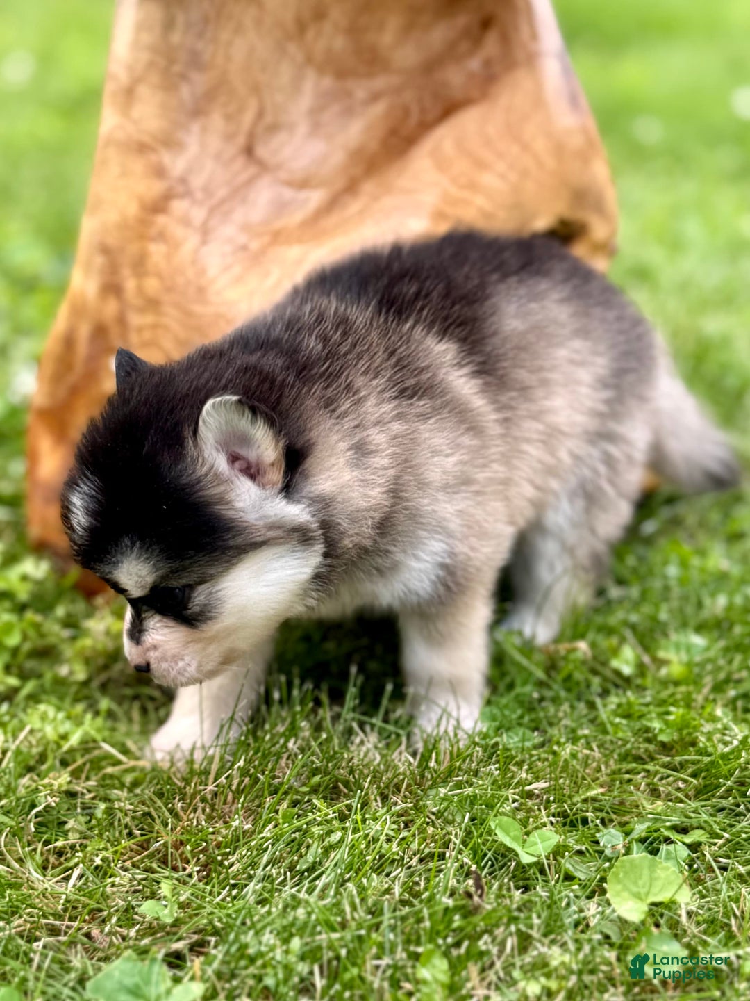 Pomsky dogs for sale: Selene - Image 1