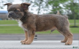 Frenchton dogs for sale: Milo Fluffy - Image 4
