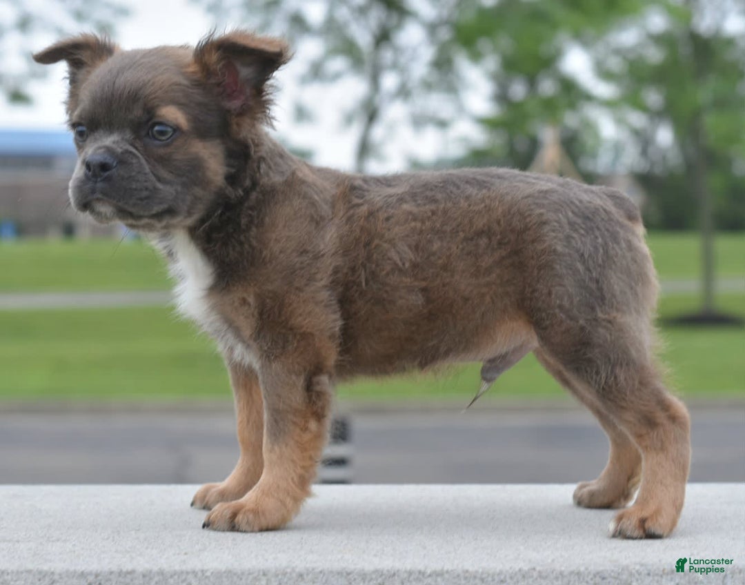 Frenchton dogs for sale: Milo Fluffy - Image 4