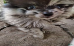 Pomeranian dogs for sale: Pepper Ann - Image 2