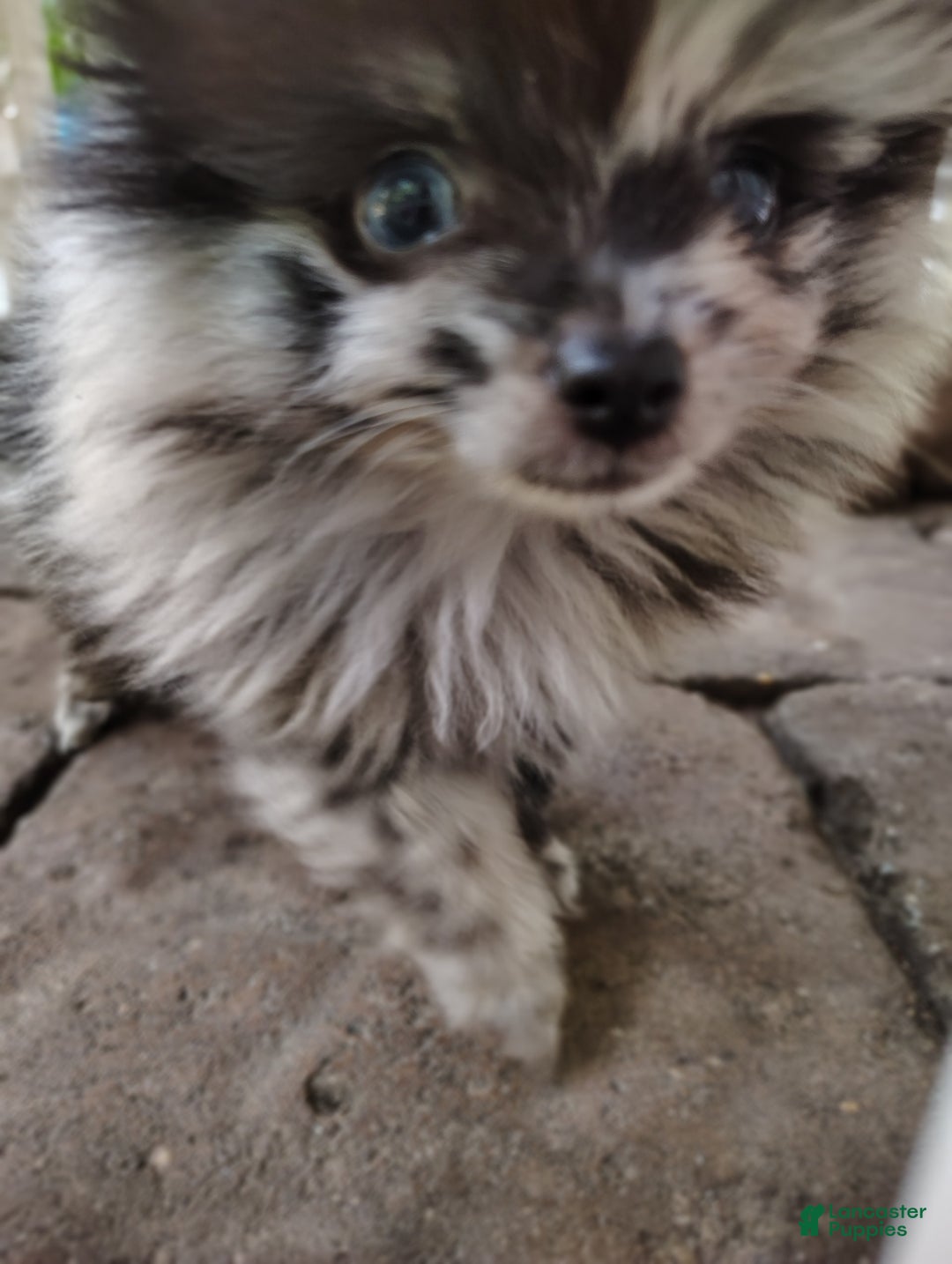 Pomeranian dogs for sale: Pepper Ann - Image 2