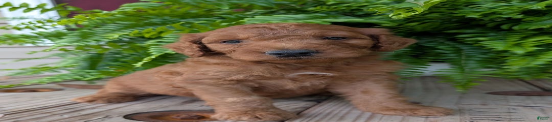 Dash