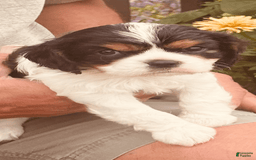 Cavalier King Charles Spaniel dogs for sale: Tri - Image 7