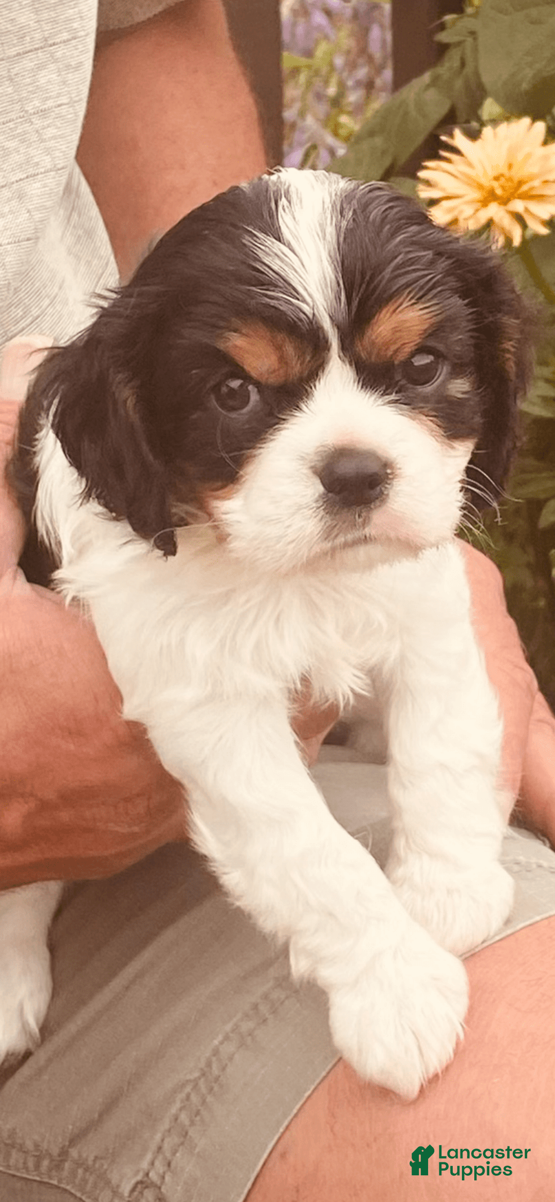 Cavalier King Charles Spaniel dogs for sale: Tri - Image 7