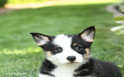 Welsh Corgi Pembroke dogs for sale: Freddie - Image 1