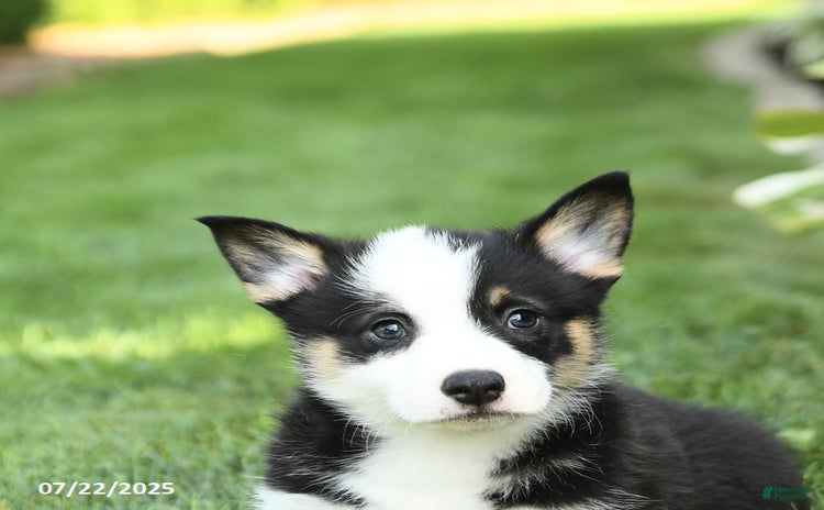 Welsh Corgi Pembroke dogs for sale - Ad 2
