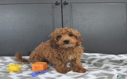 Mini Goldendoodle dogs for sale: Milo - Image 7