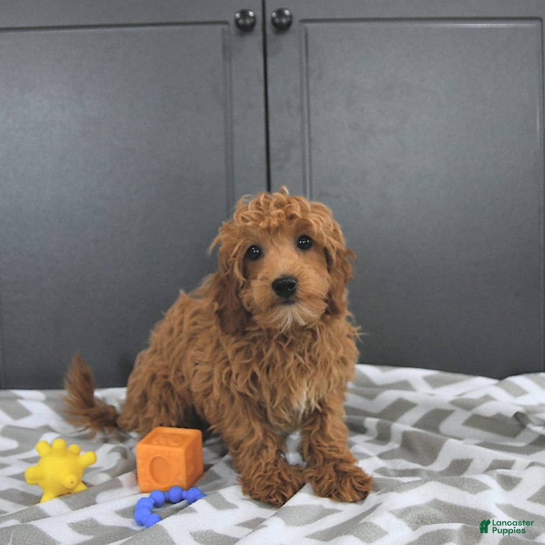 Mini Goldendoodle dogs for sale: Milo - Image 7