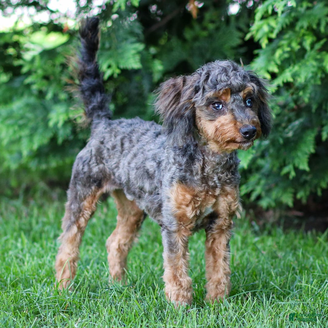 Cavapoo dogs for sale: Mufasa - Image 1