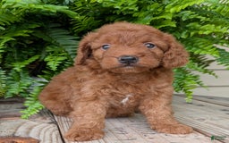 Mini Goldendoodle dogs for sale: Mini -lilly - Image 6