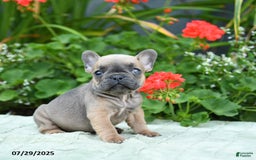 French Bulldog dogs for sale: Bazel - Image 5